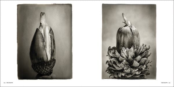 Book cover of Oak: From Seed to Ancient Tree; featuring a large tree. Published by Abbeville Press.