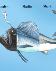 Book cover of Flip-a-Fin: Make Your Own Wacky Sea Creature!; featuring the head of a shark and the tail of a seahorse. Published by Abbeville Press.