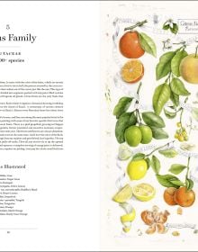 Book cover of The Album of Plant Families: An Illustrated Exploration of Nature's Beauty and Bounty; with botanical art illustrations. Published by Abbeville Press.
