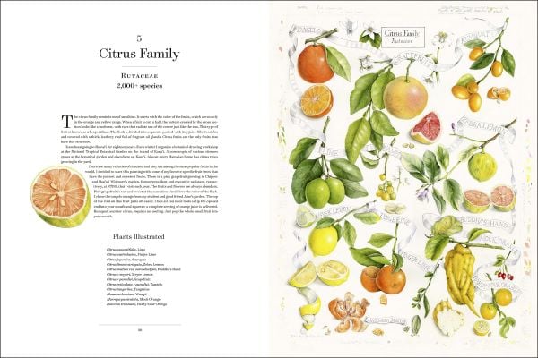 Book cover of The Album of Plant Families: An Illustrated Exploration of Nature's Beauty and Bounty; with botanical art illustrations. Published by Abbeville Press.
