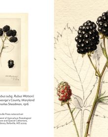 Notecard box of Fruit: Selections from the USDA Pomological Watercolor Collection, featuring a botanical watercolour of pear. Published by Abbeville Press.