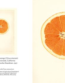 Notecard box of Fruit: Selections from the USDA Pomological Watercolor Collection, featuring a botanical watercolour of pear. Published by Abbeville Press.