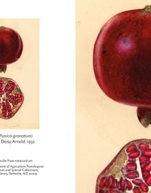 Notecard box of Fruit: Selections from the USDA Pomological Watercolor Collection, featuring a botanical watercolour of pear. Published by Abbeville Press.