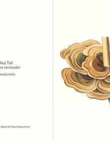 Greeting card box of Mushrooms, featuring a botanical illustrations of two Caesar's mushrooms. Published by Abbeville Press.