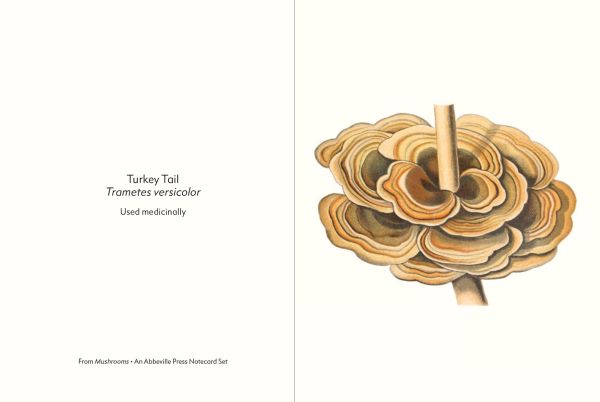 Greeting card box of Mushrooms, featuring a botanical illustrations of two Caesar's mushrooms. Published by Abbeville Press.
