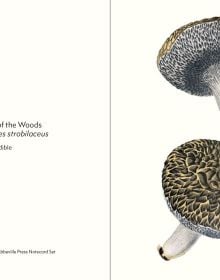 Greeting card box of Mushrooms, featuring a botanical illustrations of two Caesar's mushrooms. Published by Abbeville Press.