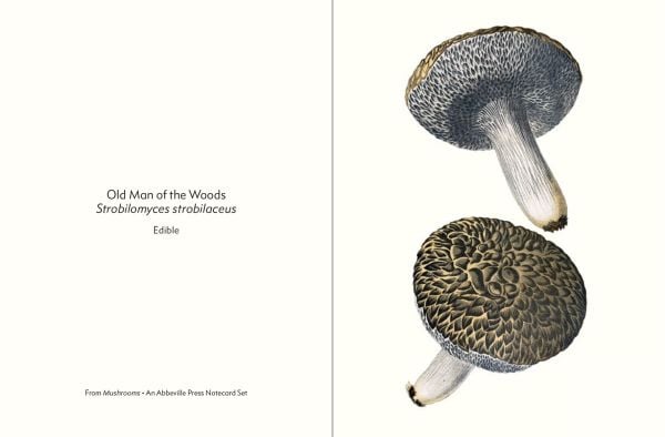 Greeting card box of Mushrooms, featuring a botanical illustrations of two Caesar's mushrooms. Published by Abbeville Press.