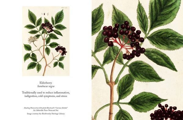 Notecard box of Healing Plants Detailed Notecard Set, featuring a yellow Aloe succotrina, from Elizabeth Blackwell's