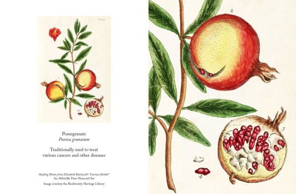 Notecard box of Healing Plants Detailed Notecard Set, featuring a yellow Aloe succotrina, from Elizabeth Blackwell's