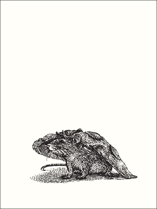 Notecard box of New York Nibbles: An Abbeville Press Mini Notecard Set; with a pigeon with chop sticks in its beck. Published by Abbeville Press.