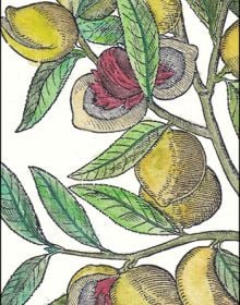 Biblioscents for the Gourmet