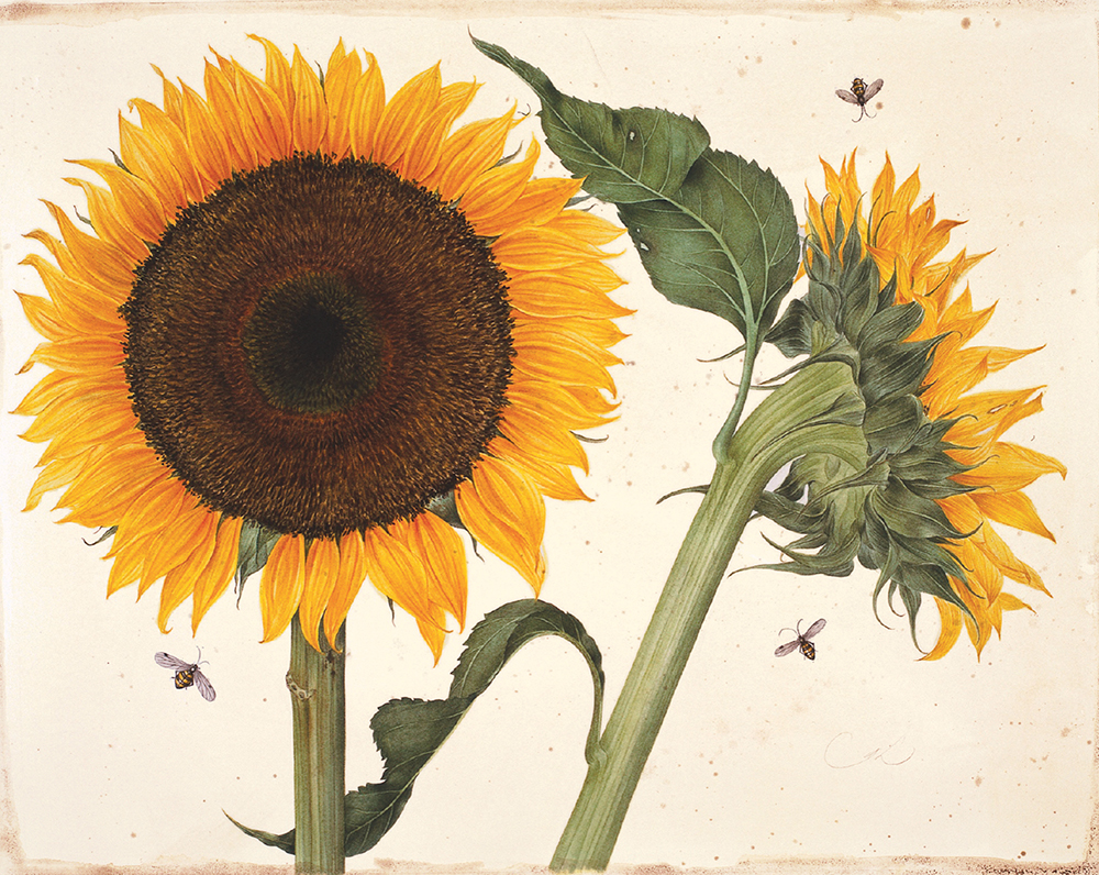 Gertrude Hamilton's sunflower design to notecard box, by teNeues Stationery.