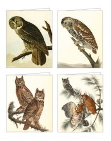 Audubon Owls QuickNotes