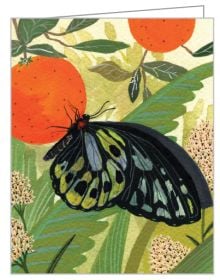 Watercolour of butterfly on orange fruit, hanging from tree, on keepsake box, by teNeues Stationery.