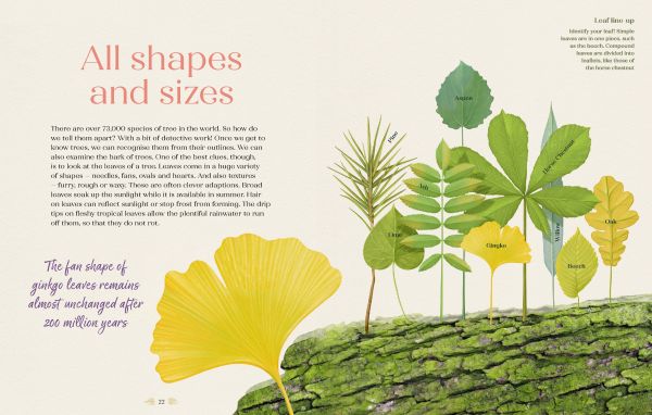 Book cover of We the Forest, with a red squirrel near tree trunk, bluebell forest, and tree roots exposed below. Published by Cultureshock.