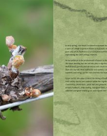 Book cover of A Year in the Vineyard with worker holding secateurs and a bunch of grapes. Published by Cultureshock.