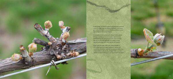 Book cover of A Year in the Vineyard with worker holding secateurs and a bunch of grapes. Published by Cultureshock.