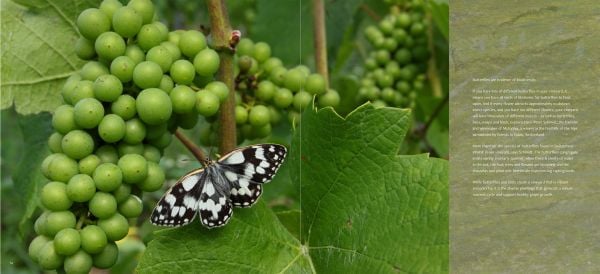 Book cover of A Year in the Vineyard with worker holding secateurs and a bunch of grapes. Published by Cultureshock.