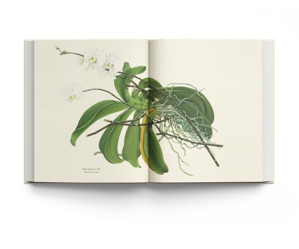 Book cover of RHS Botanical Illustration The Gold Medal Winners, with a botanical illustration of lemon tree, with three large lemons, by Annie Hughes. Published by ACC Art Books.