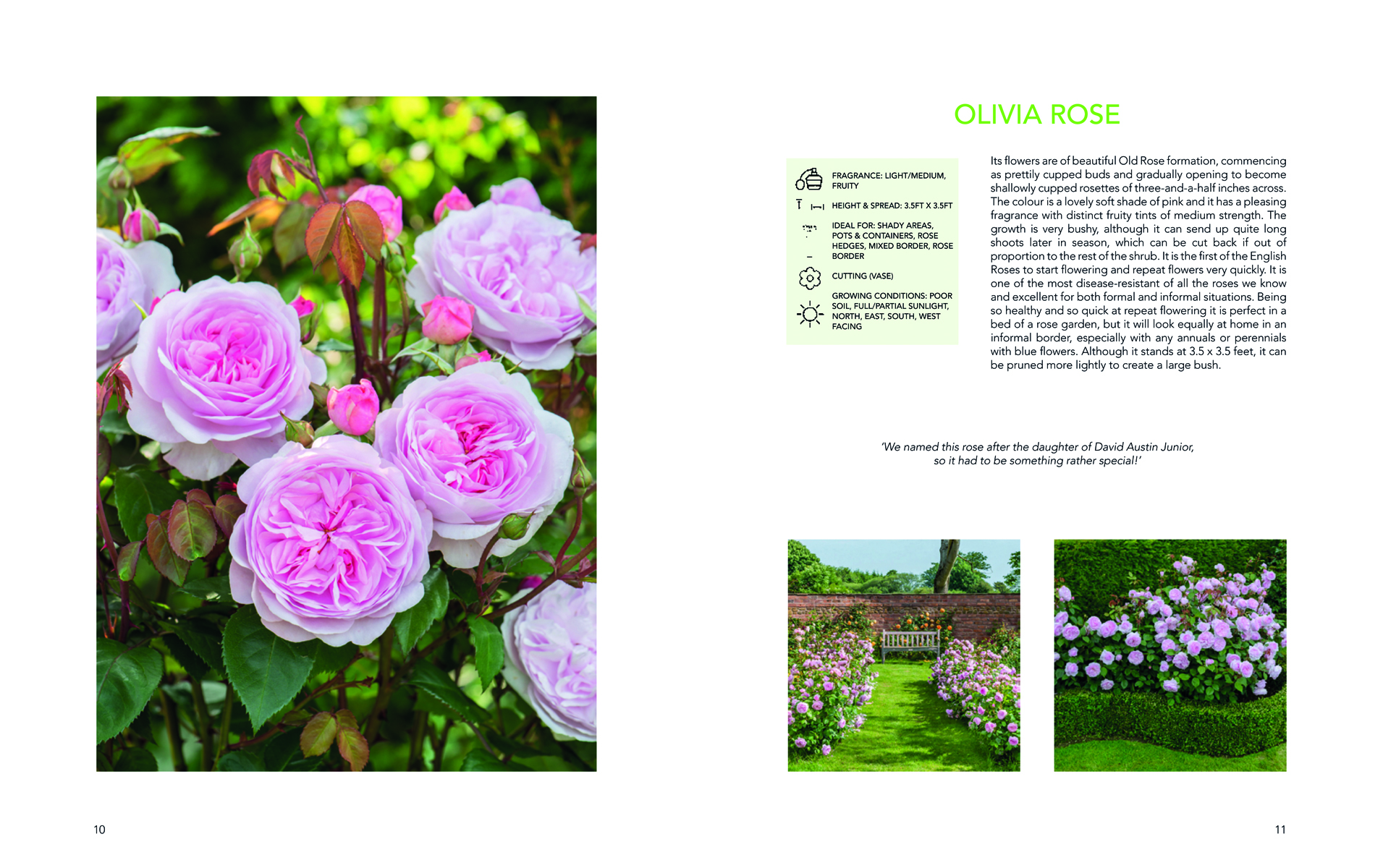 Four English rose plants in pink, yellow and cream, David Austin's English Roses in white font on green banner to centre.