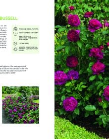 Book cover of David Austin's English Roses, with four English roses in pink, yellow and cream. Published by ACC Art Books.