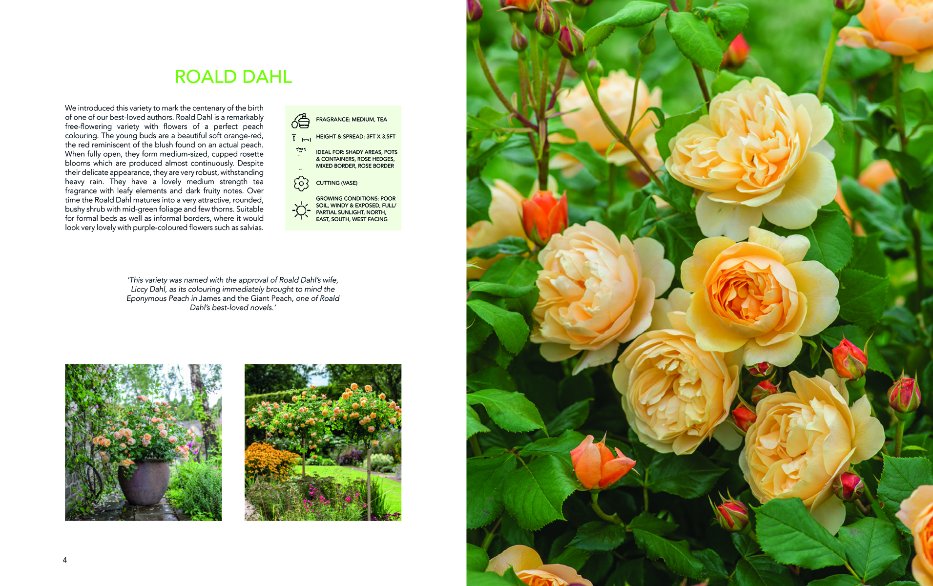 Four vivid colour photos of English roses in pink yellow and cream with David Austin's English Roses in white font on a bright green banner across the middle