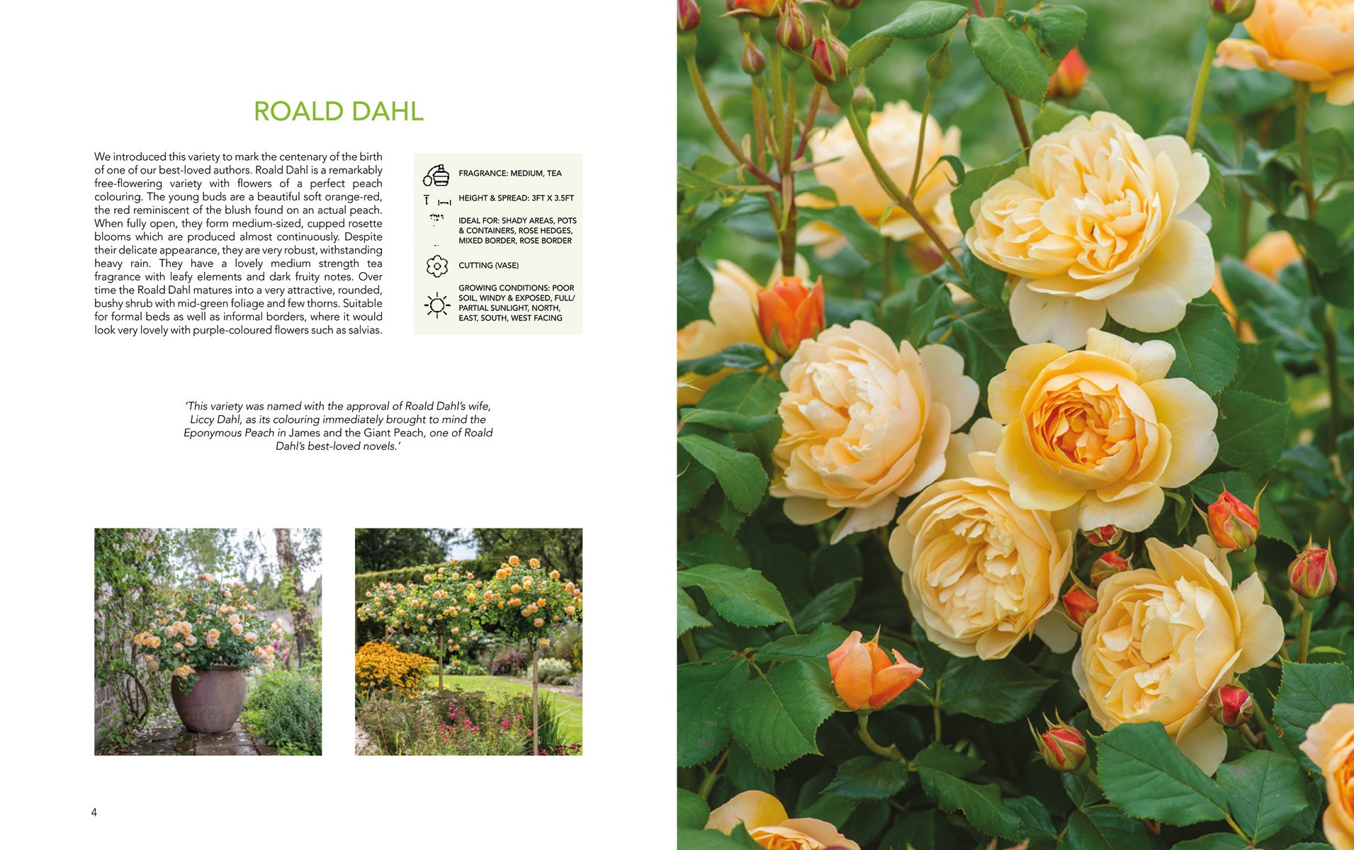 Book cover of David Austin's English Roses, with four English roses in pink, yellow and cream. Published by ACC Art Books.