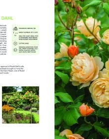 Book cover of David Austin's English Roses, with four English roses in pink, yellow and cream. Published by ACC Art Books.