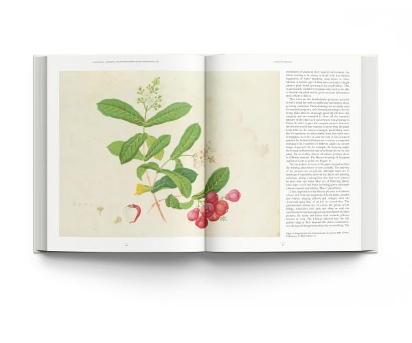 Book cover of John Reeves Pioneering Collector of Chinese Plants and Botanical Art, with a botanical painting of pink rose. Published by ACC Art Books.