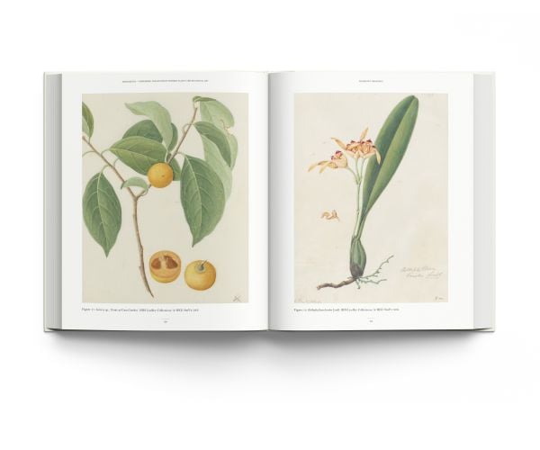 Book cover of John Reeves Pioneering Collector of Chinese Plants and Botanical Art, with a botanical painting of pink rose. Published by ACC Art Books.