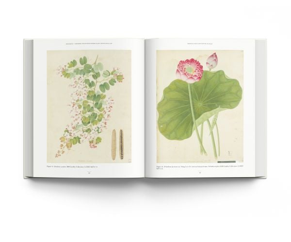 Book cover of John Reeves Pioneering Collector of Chinese Plants and Botanical Art, with a botanical painting of pink rose. Published by ACC Art Books.