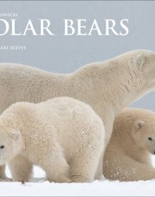 Adult polar bear with two cubs on snow, on cover of 'Polar Bears, A Life Under Threat', by ACC Art Books.