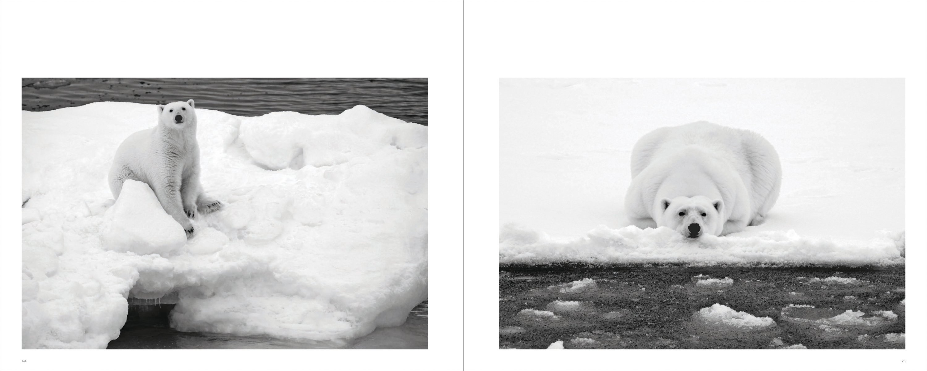 Adult polar bear with two cubs on snow, on cover of 'Polar Bears, A Life Under Threat', by ACC Art Books.