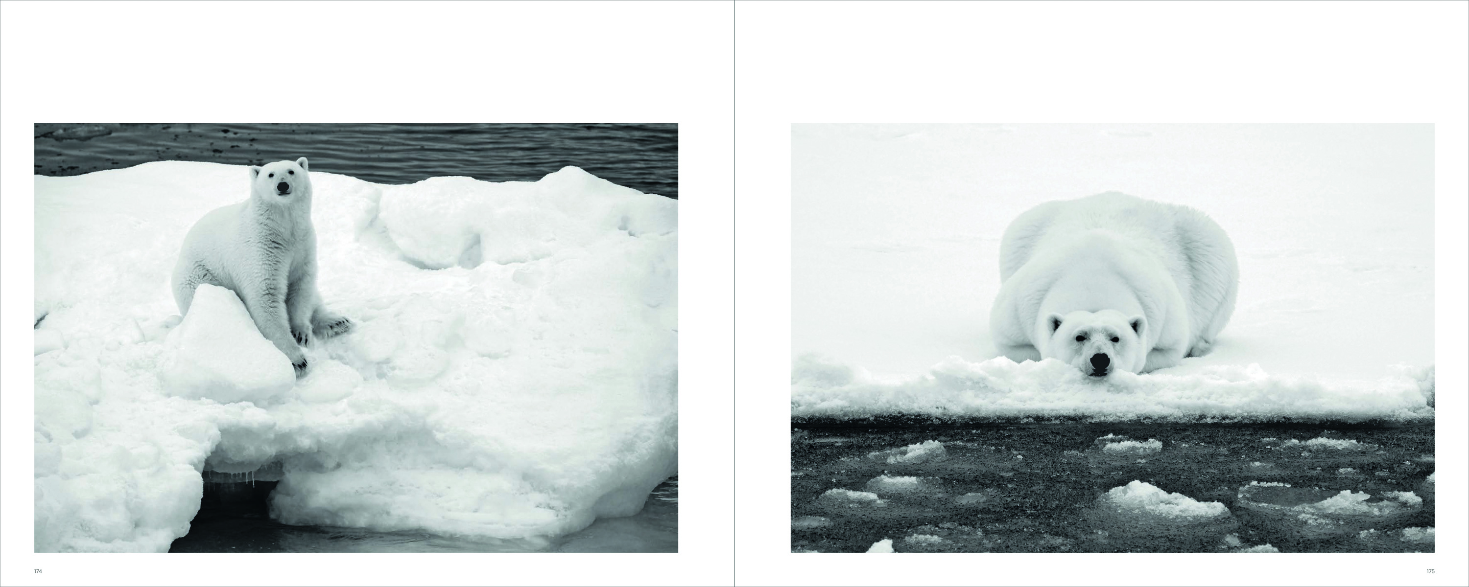 Adult polar bear with two cubs on snow, on cover of 'Polar Bears, A Life Under Threat', by ACC Art Books.