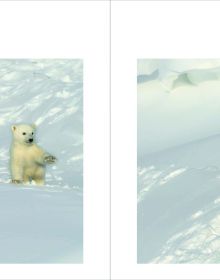 Book cover of Polar Bears, A Life Under Threat, with an adult polar bear with two cubs on snow. Published by ACC Art Books.