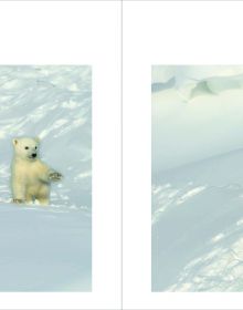 Adult polar bear with two cubs on snow, on cover of 'Polar Bears, A Life Under Threat', by ACC Art Books.