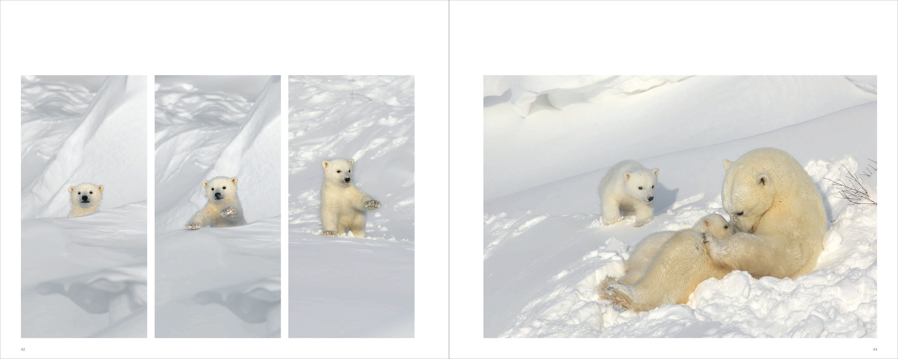 Adult polar bear with two cubs on snow, on cover of 'Polar Bears, A Life Under Threat', by ACC Art Books.