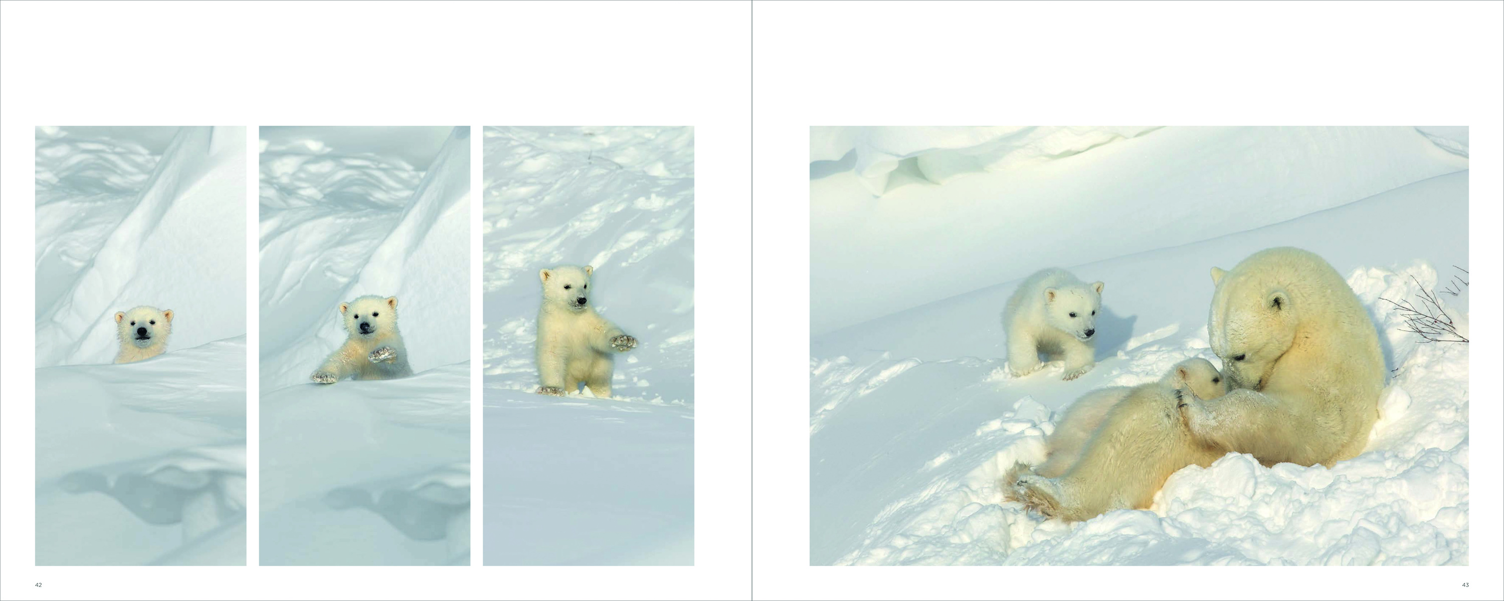 Adult polar bear with two cubs on snow, on cover of 'Polar Bears, A Life Under Threat', by ACC Art Books.