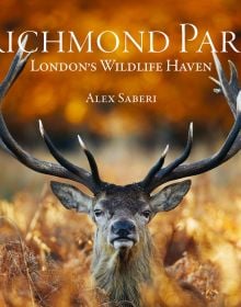 Male red deer with huge antlers standing amongst dried ferns with autumn trees out of focus, on cover of 'Richmond Park', by ACC Art Books.