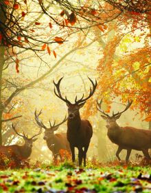 Male red deer with huge antlers standing amongst dried ferns with autumn trees out of focus, on cover of 'Richmond Park', by ACC Art Books.