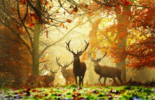 Book cover of Richmond Park: London's Wildlife Haven, with a male red deer with huge antlers standing amongst dried ferns with autumn trees out of focus. Published by ACC Art Books.