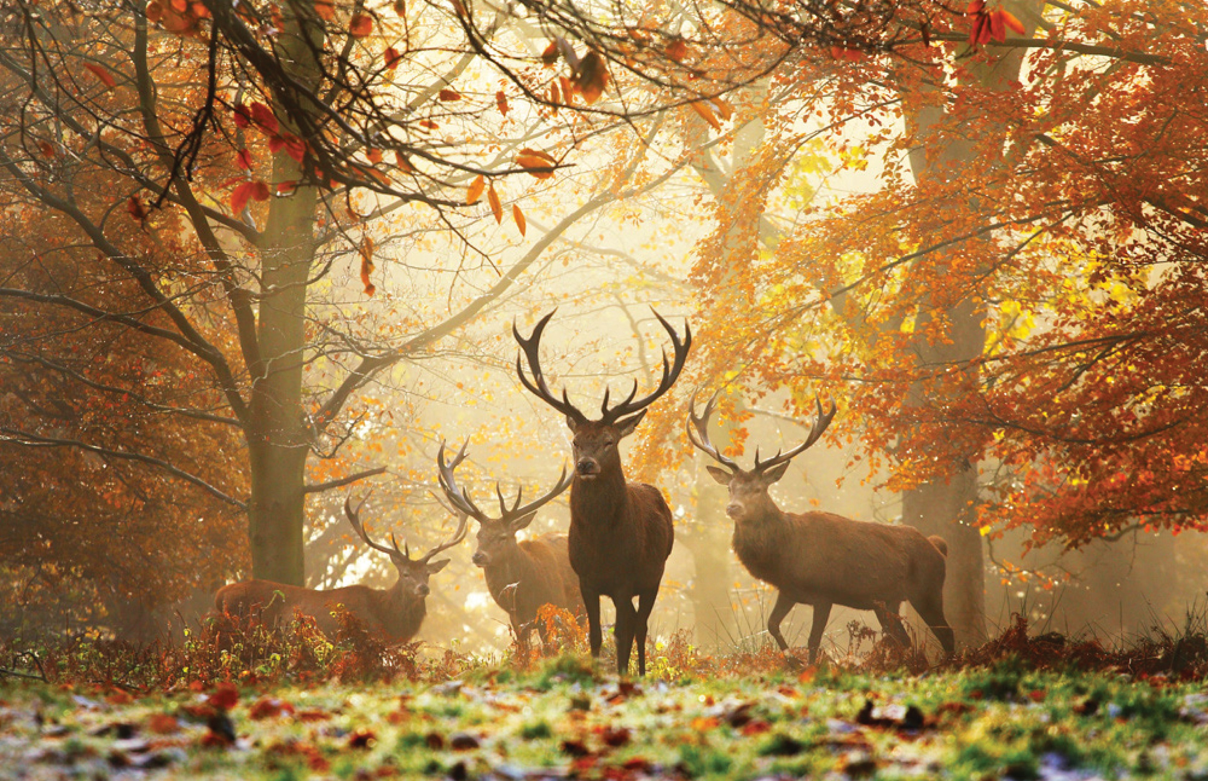 Male red deer with huge antlers standing amongst dried ferns with autumn trees out of focus, on cover of 'Richmond Park', by ACC Art Books.