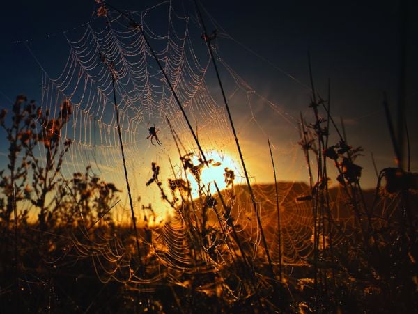 Book cover of Richmond Park: London's Wildlife Haven, with a male red deer with huge antlers standing amongst dried ferns with autumn trees out of focus. Published by ACC Art Books.