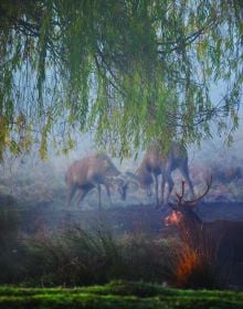 Male red deer with huge antlers standing amongst dried ferns with autumn trees out of focus, on cover of 'Richmond Park', by ACC Art Books.