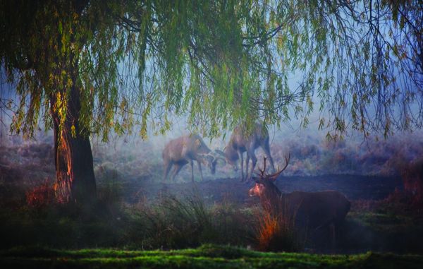 Book cover of Richmond Park: London's Wildlife Haven, with a male red deer with huge antlers standing amongst dried ferns with autumn trees out of focus. Published by ACC Art Books.