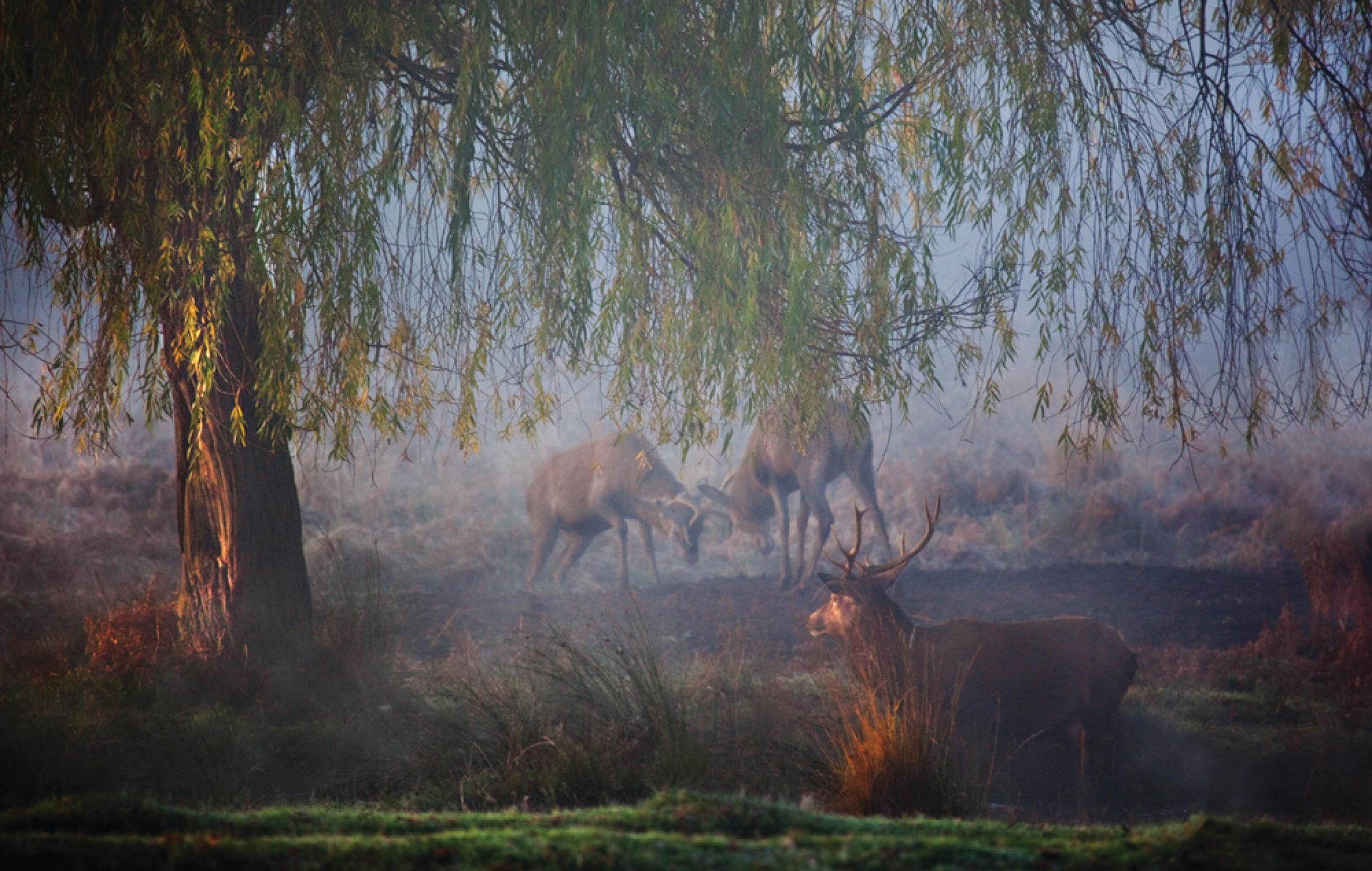 Male red deer with huge antlers standing amongst dried ferns with autumn trees out of focus, on cover of 'Richmond Park', by ACC Art Books.