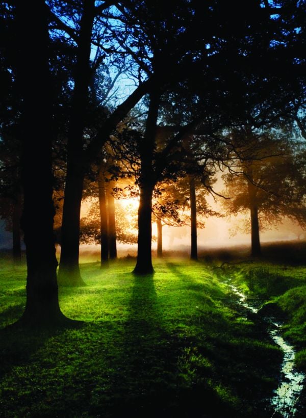 Book cover of Richmond Park: London's Wildlife Haven, with a male red deer with huge antlers standing amongst dried ferns with autumn trees out of focus. Published by ACC Art Books.