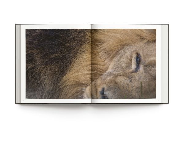 Book cover of Wild World, Nature through an autistic eye, featuring a pink flamingo preening its feathers. Published by ACC Art Books.