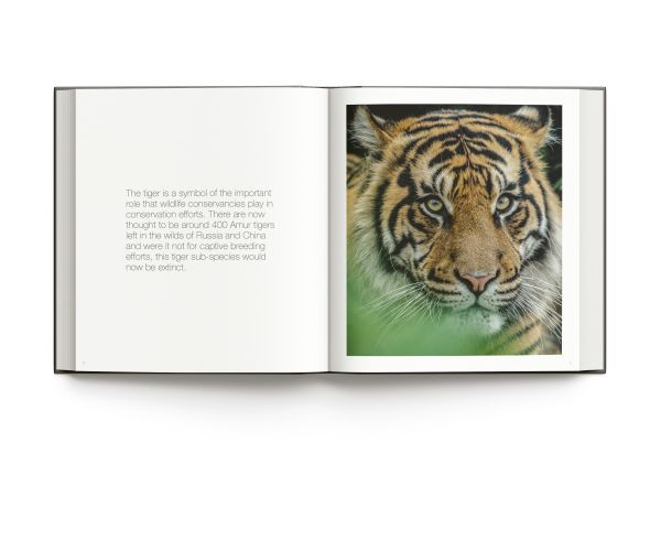 Book cover of Wild World, Nature through an autistic eye, featuring a pink flamingo preening its feathers. Published by ACC Art Books.