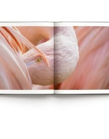 Pink flamingo preening feathers, on black cover of 'Wild World, Nature through an autistic eye', by ACC Art Books.